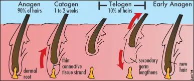 Hair Growth Cycle Hair Growth Cycle