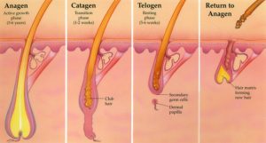 Hair Growth Cycle Stress Effects Diagram