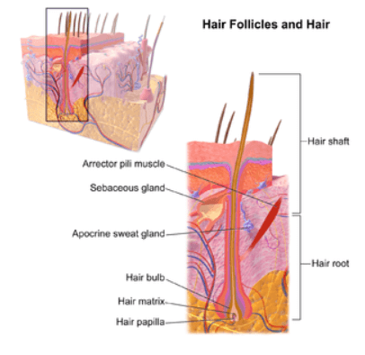 Hair Follicles and Hair