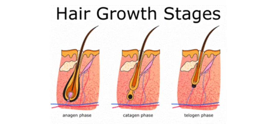 Stages Of Hair Growth THTS